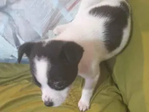Cachorro raça SRD-ViraLata idade 2 a 6 meses nome Sem NomeS