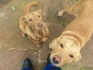 Cachorro raça SRD-ViraLata idade 2 anos nome Sem Nomes 2