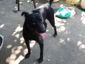 Cachorro raça Vira lata idade 1 ano nome Kakachi