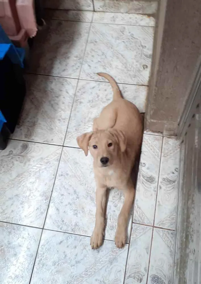 Cachorro ra a  idade  nome Mel