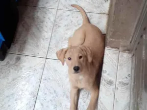 Cachorro raça  idade  nome Mel