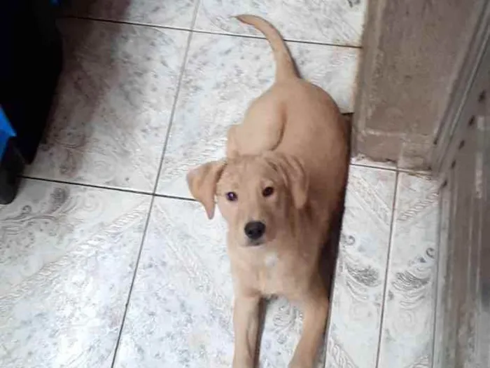 Cachorro ra a  idade  nome Mel
