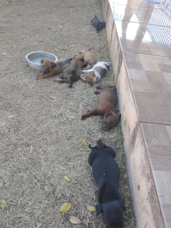 Cachorro raça SRD-ViraLata idade Abaixo de 2 meses nome A ESCOLHER