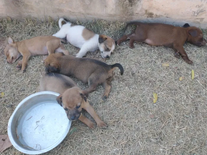 Cachorro raça SRD-ViraLata idade Abaixo de 2 meses nome A ESCOLHER