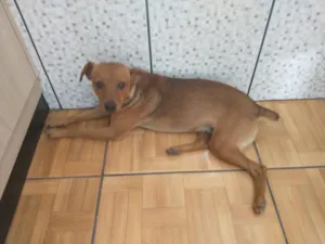 Cachorro raça SRD-ViraLata idade Abaixo de 2 meses nome A ESCOLHER