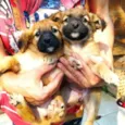 Amy e Penny