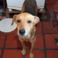Kika