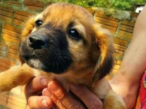 Cachorro raça SRD idade Abaixo de 2 meses nome Amy e Penny