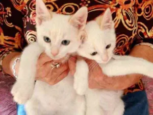Gato raça Srd idade 2 a 6 meses nome Kuki e Miao bbs 
