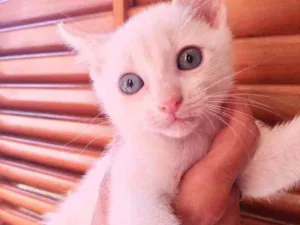 Gato raça Std idade 2 a 6 meses nome Kuki e Miao