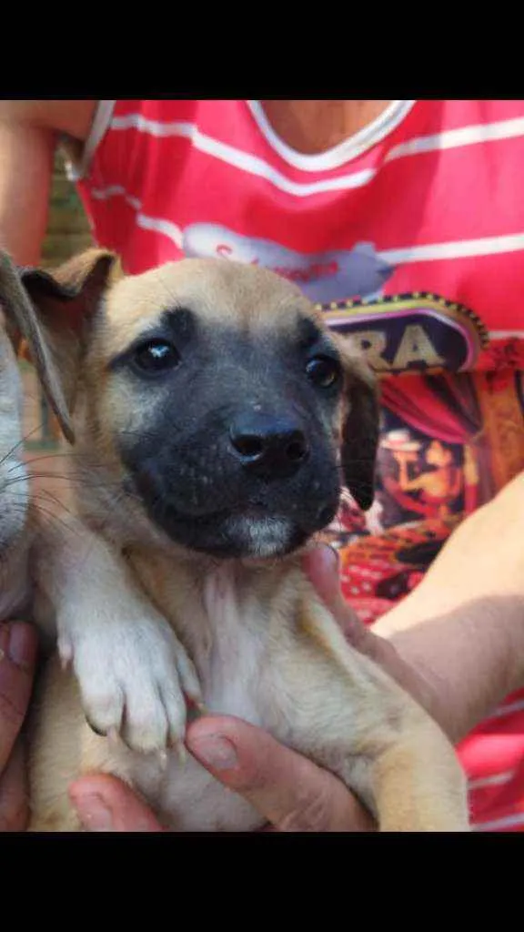 Cachorro ra a SRD idade Abaixo de 2 meses nome Raj