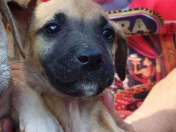 Cachorro ra a SRD idade Abaixo de 2 meses nome Raj