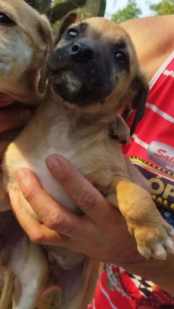 Cachorro ra a SRD idade Abaixo de 2 meses nome Raj