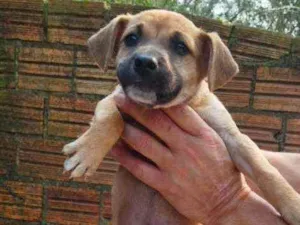 Cachorro raça SRD idade Abaixo de 2 meses nome Howard