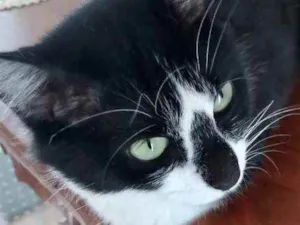 Gato raça Srd idade 7 a 11 meses nome Lua lindíssima 