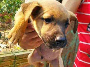 Cachorro raça SRD idade Abaixo de 2 meses nome Leonard