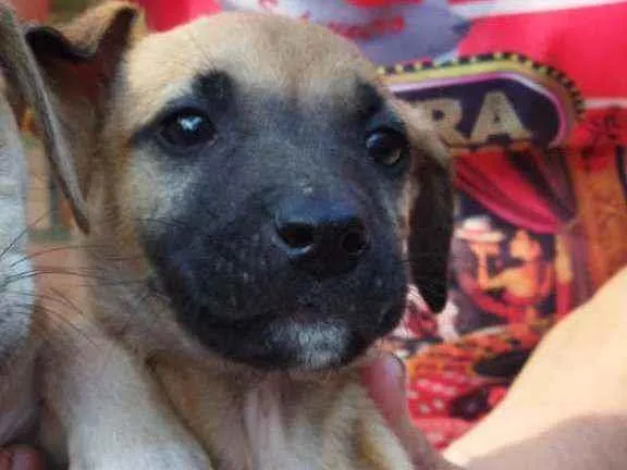 Cachorro ra a SRD idade Abaixo de 2 meses nome Raj
