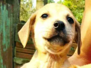 Cachorro raça SRD idade Abaixo de 2 meses nome Sheldon 