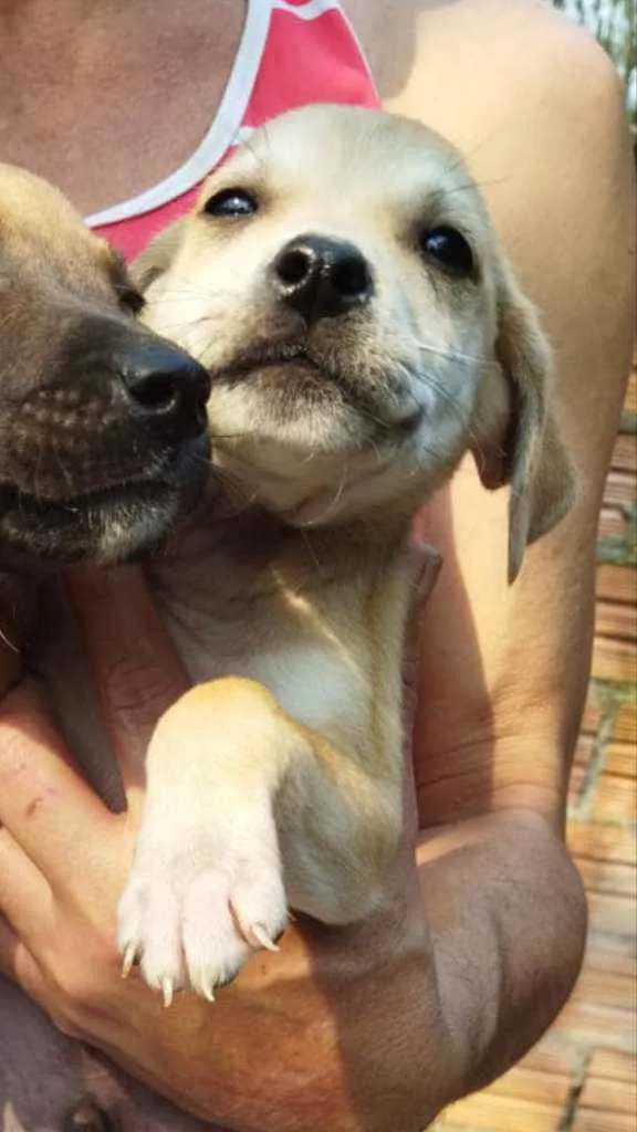 Cachorro ra a SRD idade Abaixo de 2 meses nome Stuart