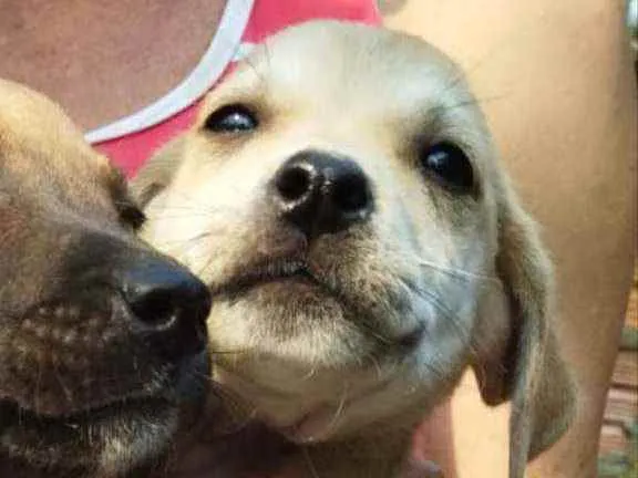 Cachorro ra a SRD idade Abaixo de 2 meses nome Stuart