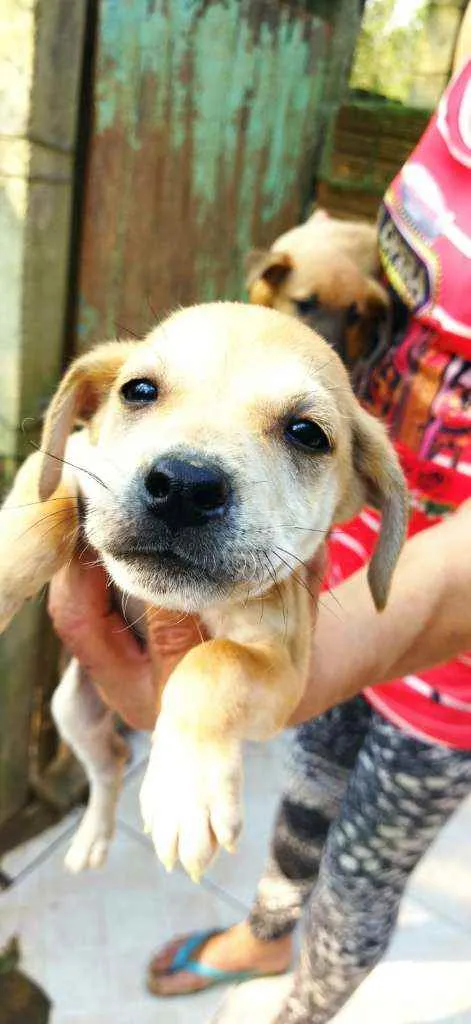 Cachorro ra a SRD idade Abaixo de 2 meses nome Stuart