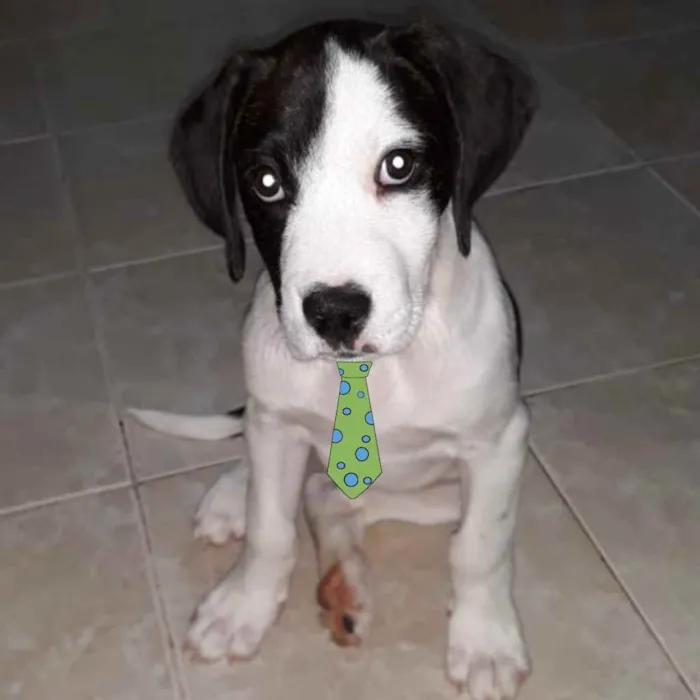 Cachorro ra a Mestiço  idade 2 a 6 meses nome Duque 