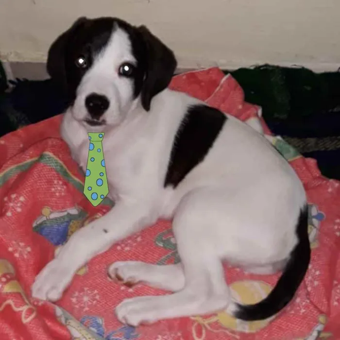 Cachorro ra a Mestiço  idade 2 a 6 meses nome Duque 