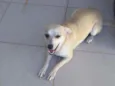 MEL