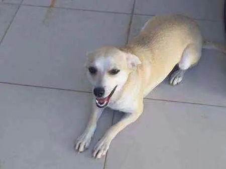 Cachorro ra a SRD idade 7 a 11 meses nome MEL