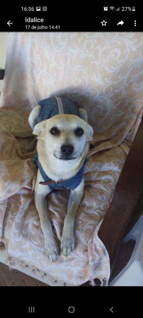 Cachorro ra a SRD idade 7 a 11 meses nome MEL