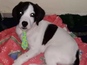 Cachorro raça Mestiço  idade 2 a 6 meses nome Duque 