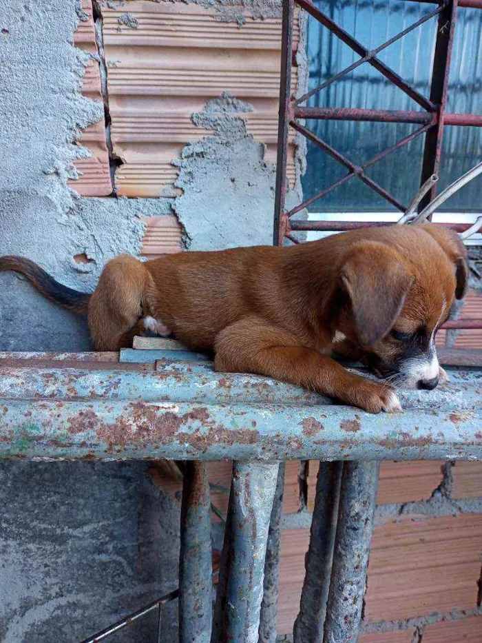 Cachorro raça  idade Abaixo de 2 meses nome Baldych judyt