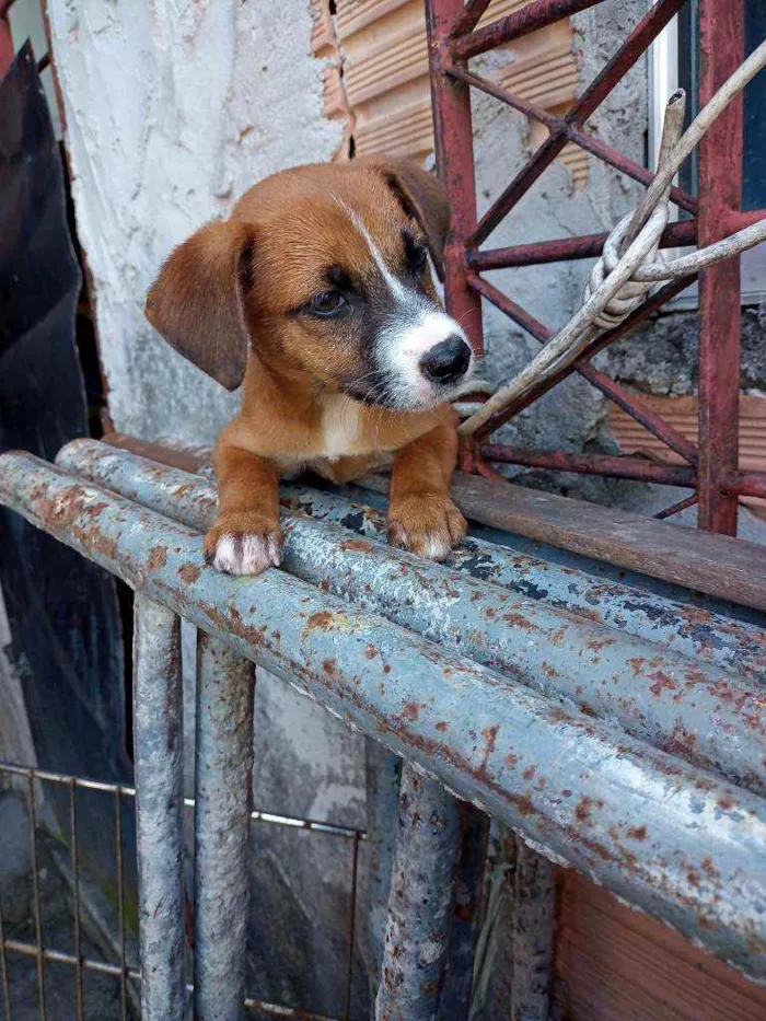 Cachorro raça  idade Abaixo de 2 meses nome Baldych judyt