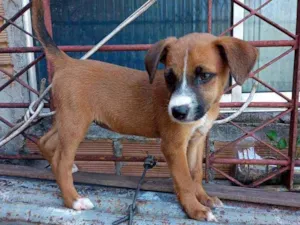 Cachorro raça  idade Abaixo de 2 meses nome Baldych judyt
