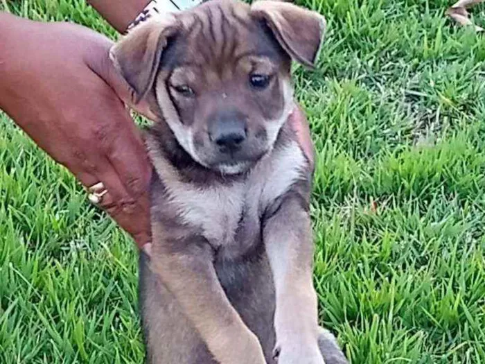 Cachorro raça Nao definida idade  nome Sem nome