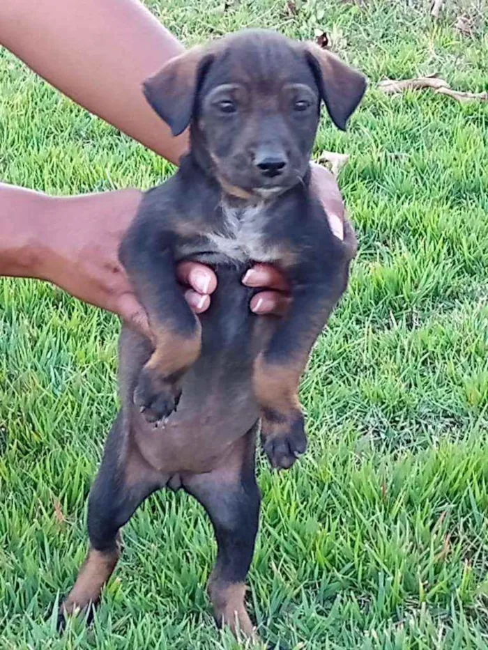 Cachorro raça Nao definida idade  nome Sem nome