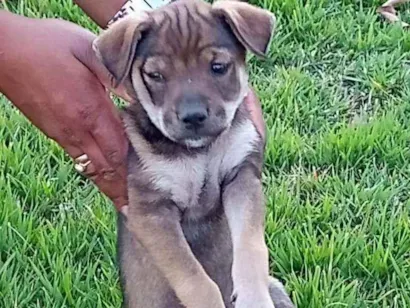 Cachorro raça Nao definida idade  nome Sem nome