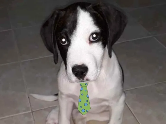 Cachorro ra a Mestiço  idade 2 a 6 meses nome Duque 