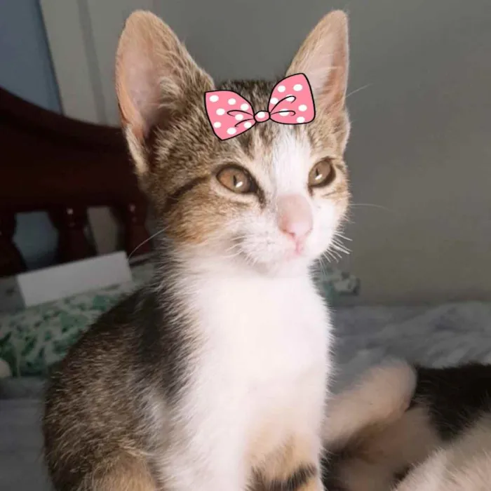 Gato ra a Mestiça  idade 2 a 6 meses nome Tina 
