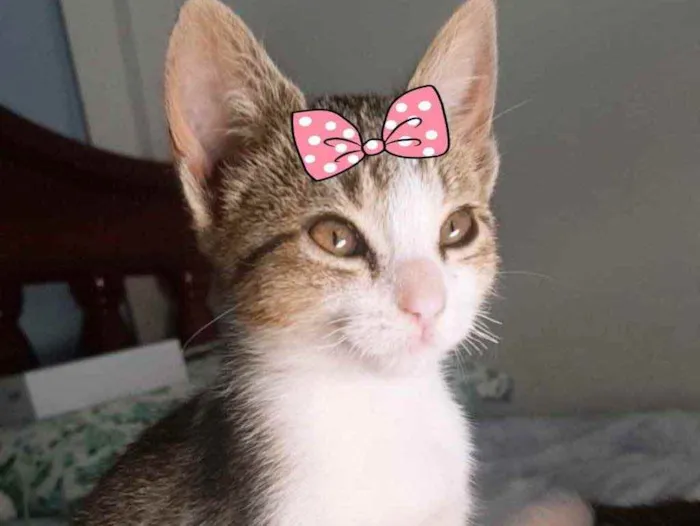 Gato ra a Mestiça  idade 2 a 6 meses nome Tina 