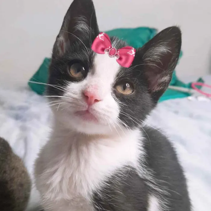 Gato ra a Mestiça  idade 2 a 6 meses nome Luna 