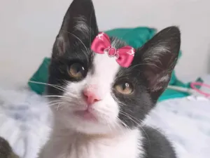 Gato raça Mestiça  idade 2 a 6 meses nome Luna 