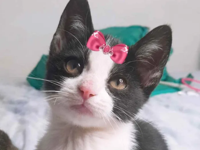 Gato ra a Mestiça  idade 2 a 6 meses nome Luna 