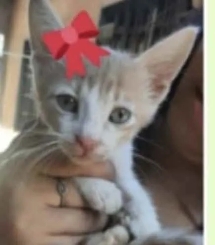 Gato ra a Mestiça  idade 2 a 6 meses nome Mel 