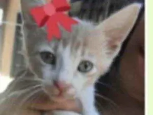 Gato raça Mestiça  idade 2 a 6 meses nome Mel 