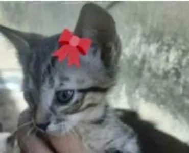 Gato ra a Mestiça  idade 2 a 6 meses nome Lili 