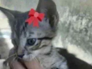 Gato raça Mestiça  idade 2 a 6 meses nome Lili 