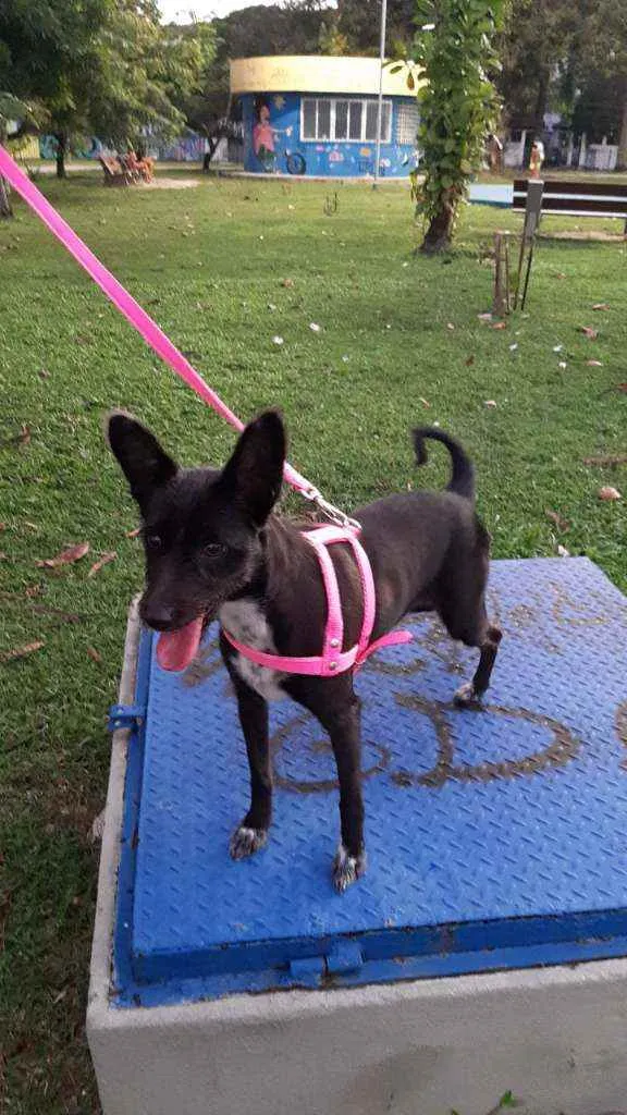 Cachorro ra a Vira-lata idade 5 anos nome Laila