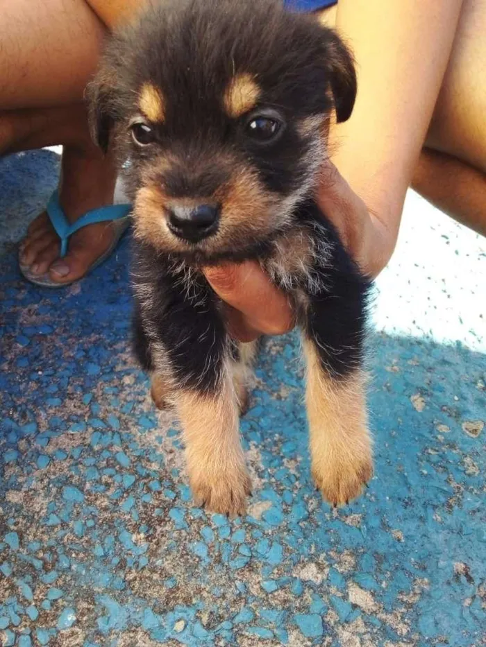 Cachorro raça SRD-ViraLata idade 2 a 6 meses nome Sem nome