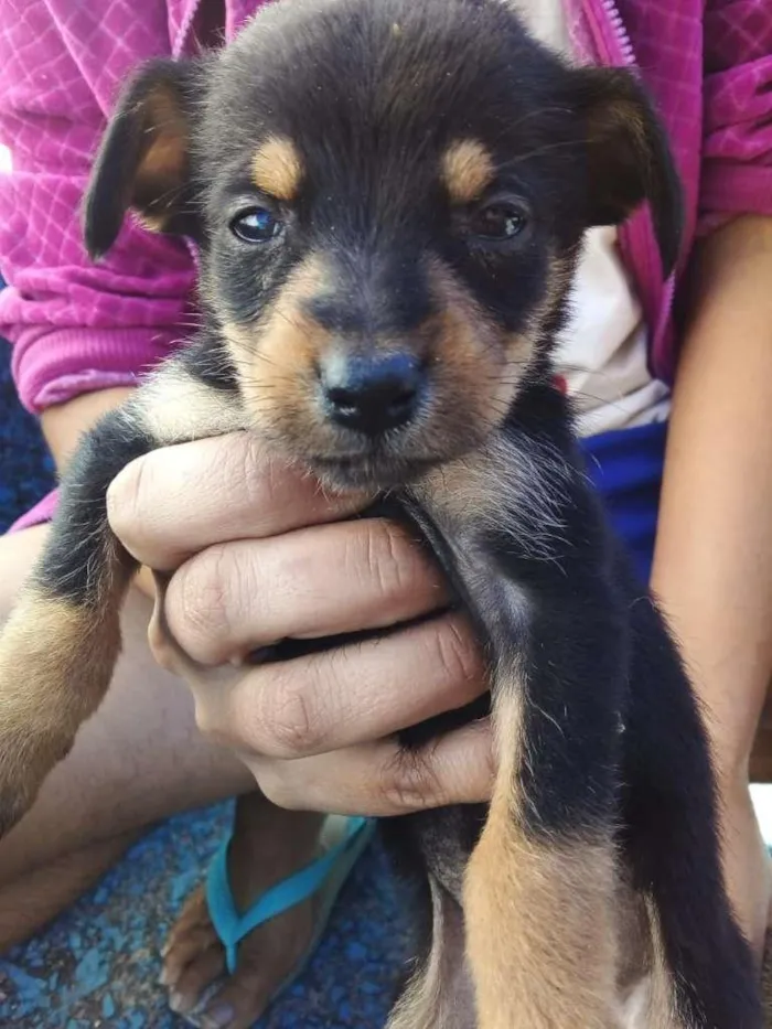 Cachorro raça SRD-ViraLata idade 2 a 6 meses nome Sem nome